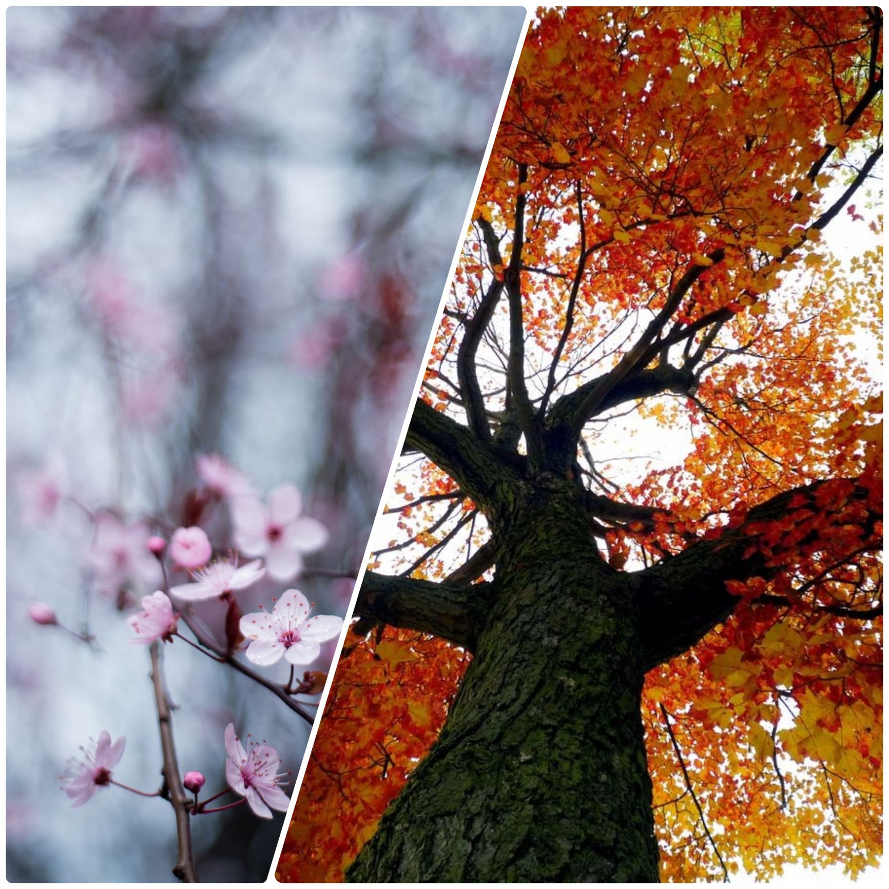 Primavera e autunno in simbiosi con la natura? Il Giappone ne è un esempio  - La scuola fa notizia